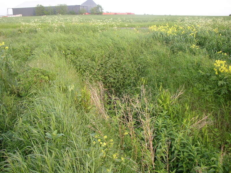 plants in ditch