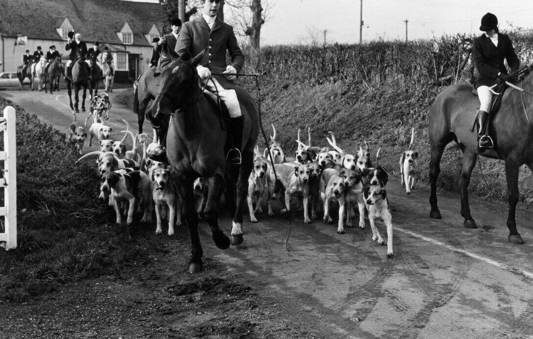 hounds and horses from local hunt