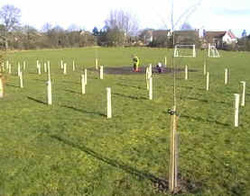 The newly planted Grove